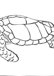 Desenhos de tartarugas grátis 13